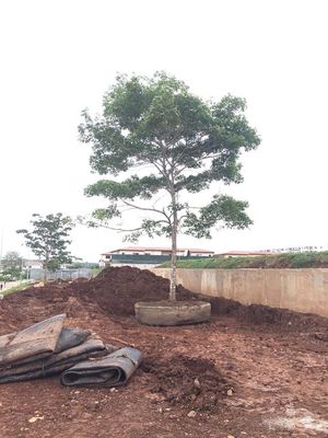 Качество Корабль сухого дока воздушных подушек морского резинового корабля запуская запуская поднимаясь завод